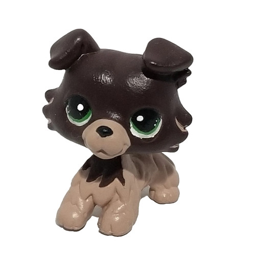 Mini toy pet collie - pet,